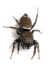 Heliophanus tribulosus